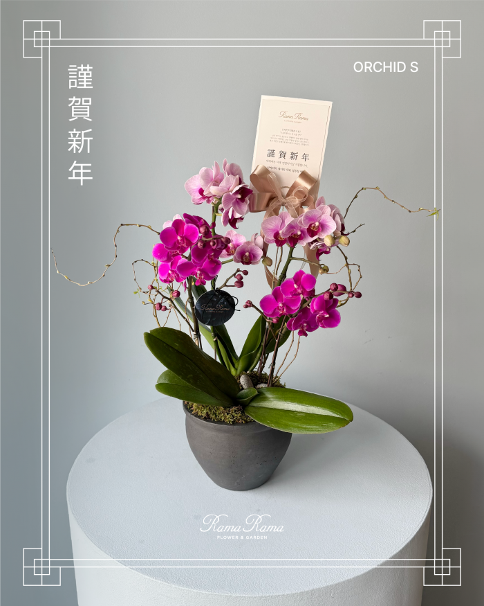 설 명절 프리미엄 서양난 S 사이즈