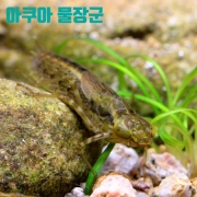 왕잠자리수채 (1마리)