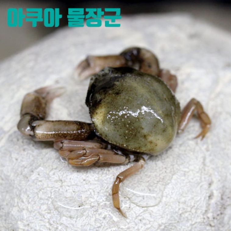 밤게 1마리 (해수,크랩,)