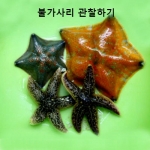 불가사리 (랜덤) [100마리]