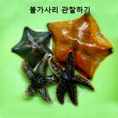 불가사리 (랜덤) [60마리]