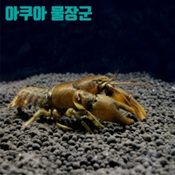 참가재 1마리