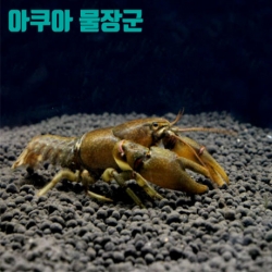 참가재 1마리