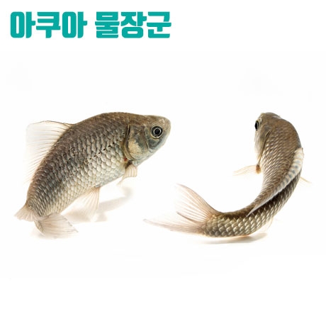 붕어 [2마리] 약4~6cm