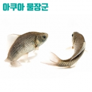 붕어 [2마리] 약4~6cm