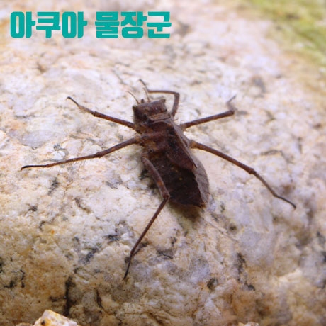 잔산잠자리수채 [1마리]