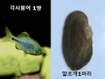 각시붕어1쌍+말조개1마리