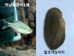 떡납줄갱이1쌍+말조개1마리