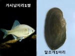 가시납지리1쌍+말조개1마리