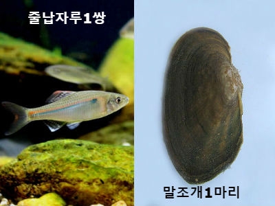 줄납자루1쌍+말조개1마리