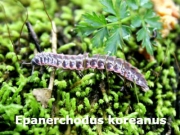 외갈래띠노래기 [Epanerchodus koreanus] 1마리