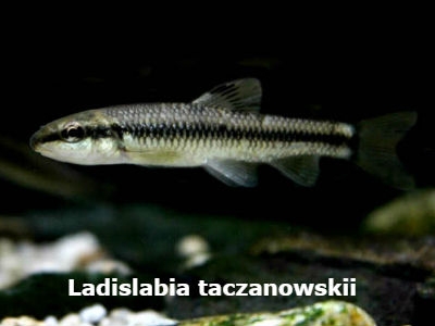 새미 [Ladislabia taczanowskii] 1마리