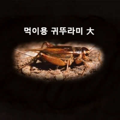 먹이용귀뚜라미 (대) [50마리]