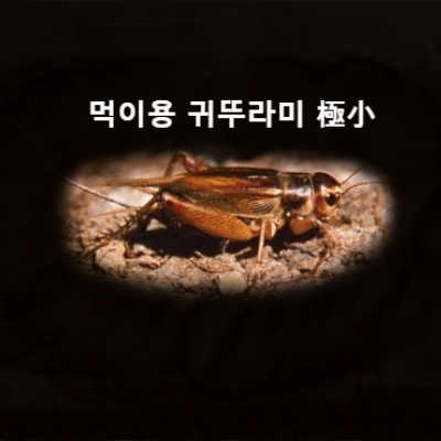 먹이용귀뚜라미 (극소) [50마리]