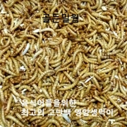 골든밀웜中~小 [50마리]