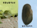 흰줄납줄개1쌍+말조개1마리