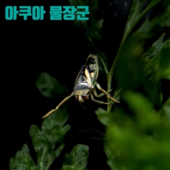 송장헤엄치개 - 2마리