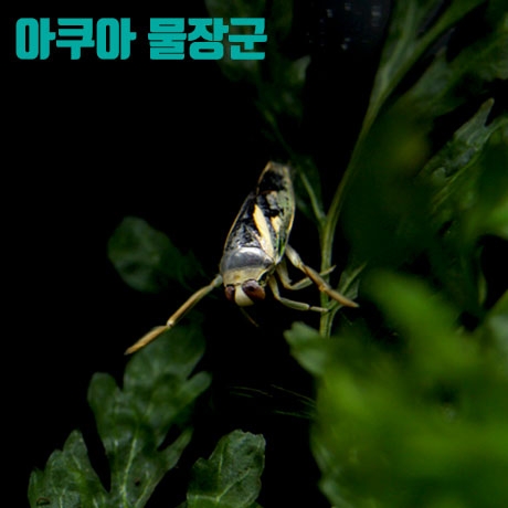 송장헤엄치개 - 2마리