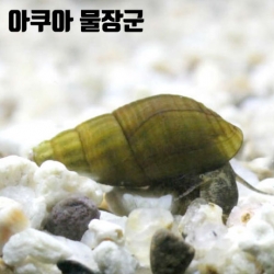 토종 다슬기 랜덤 10마리