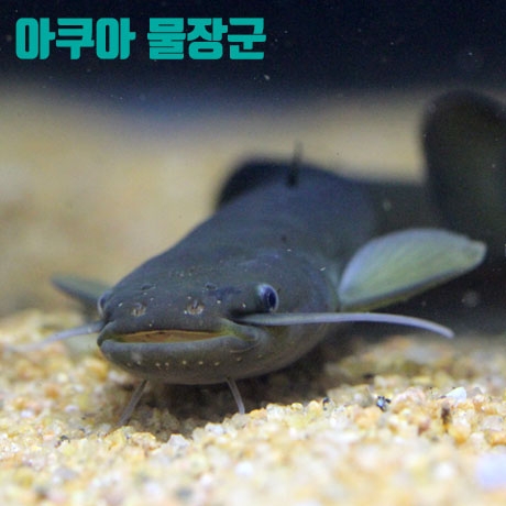 미유기 1마리 (산메기, 메기)