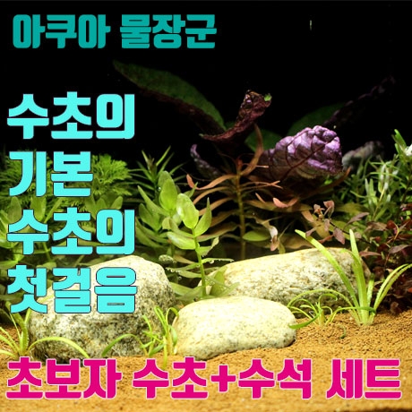 초보자 수초+수석세트 초보자 수초세트 키우기 쉬운 수초 레이아웃