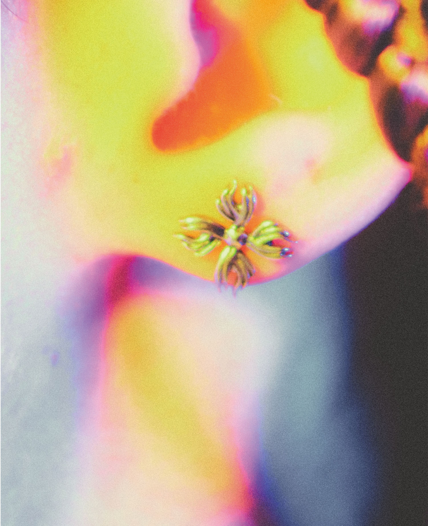 INSANE FLAME CLOVER EARRINGS_MULTI