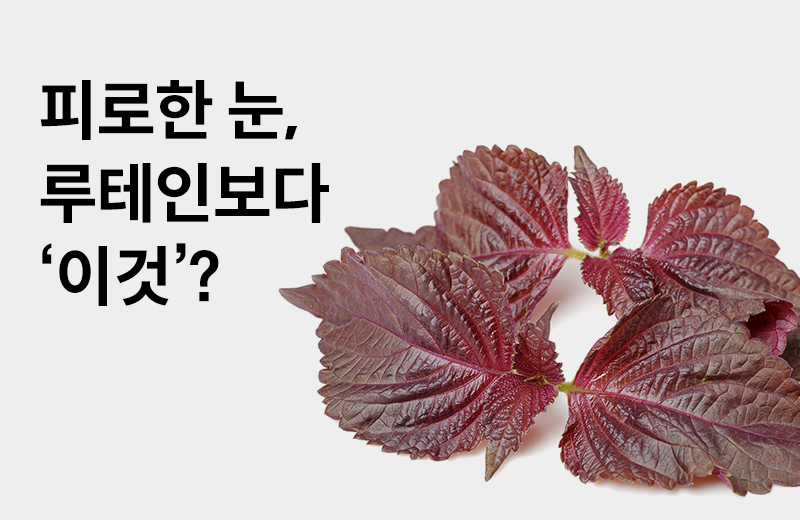 논읽약_차즈기(1045191).jpg^|^논읽약_차즈기(1045191)_660x405.jpg^|^논읽약_차즈기(1045191)_카카오공유.jpg