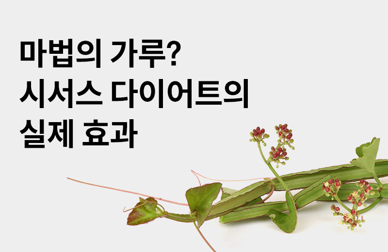 논읽약_시서스(1056157).jpg^|^논읽약_시서스(1056157)_660x405.jpg^|^논읽약_시서스(1056157)_카카오공유.jpg