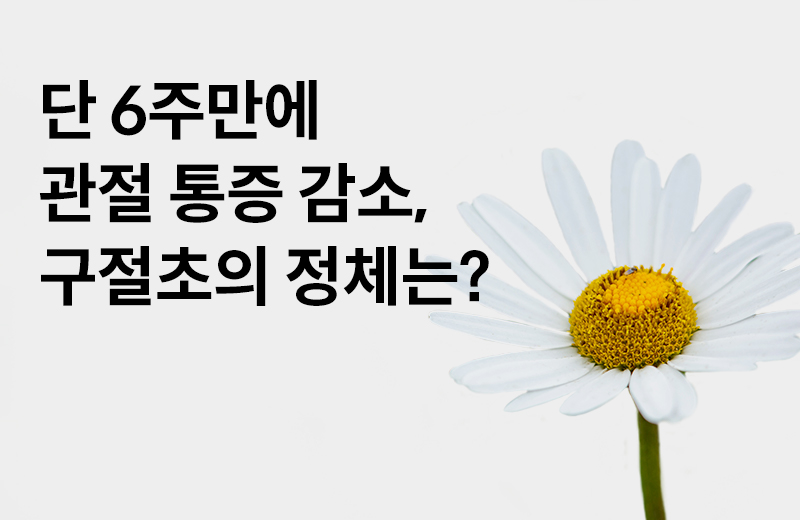 논읽약_구절초(1061630).jpg^|^논읽약_구절초(1061630)_660x405.jpg^|^논읽약_구절초(1061630)_카카오공유.jpg