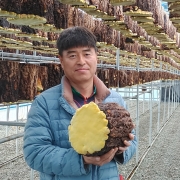 대가야상황버섯 유기농 국산 상황버섯 250g