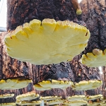 대가야상황버섯 유기농 국산 상황버섯가루 150g