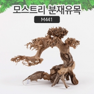 모스트리 분재유목(M) [ M441 ]