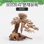 모스트리 분재유목(M) [ M101 ]