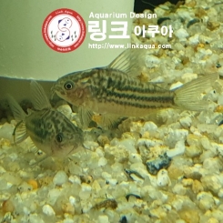 코리도라스 산준