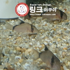 코리도라스 메타에