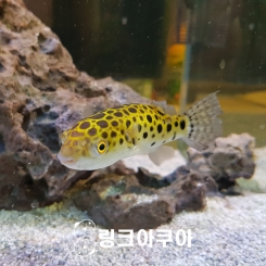 초록복어 (2마리)