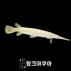 스포티드 가피쉬  (25cm ~ 30cm)