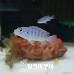 블루제브라 시클리드 성어급