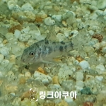 코리도라스 펫퍼드 (3마리)