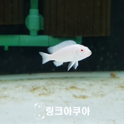 백설공주 시클리드 (5마리)