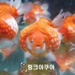 특대 진주린