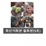 화산석화분  돌화분 다육 석부작 1호~5호