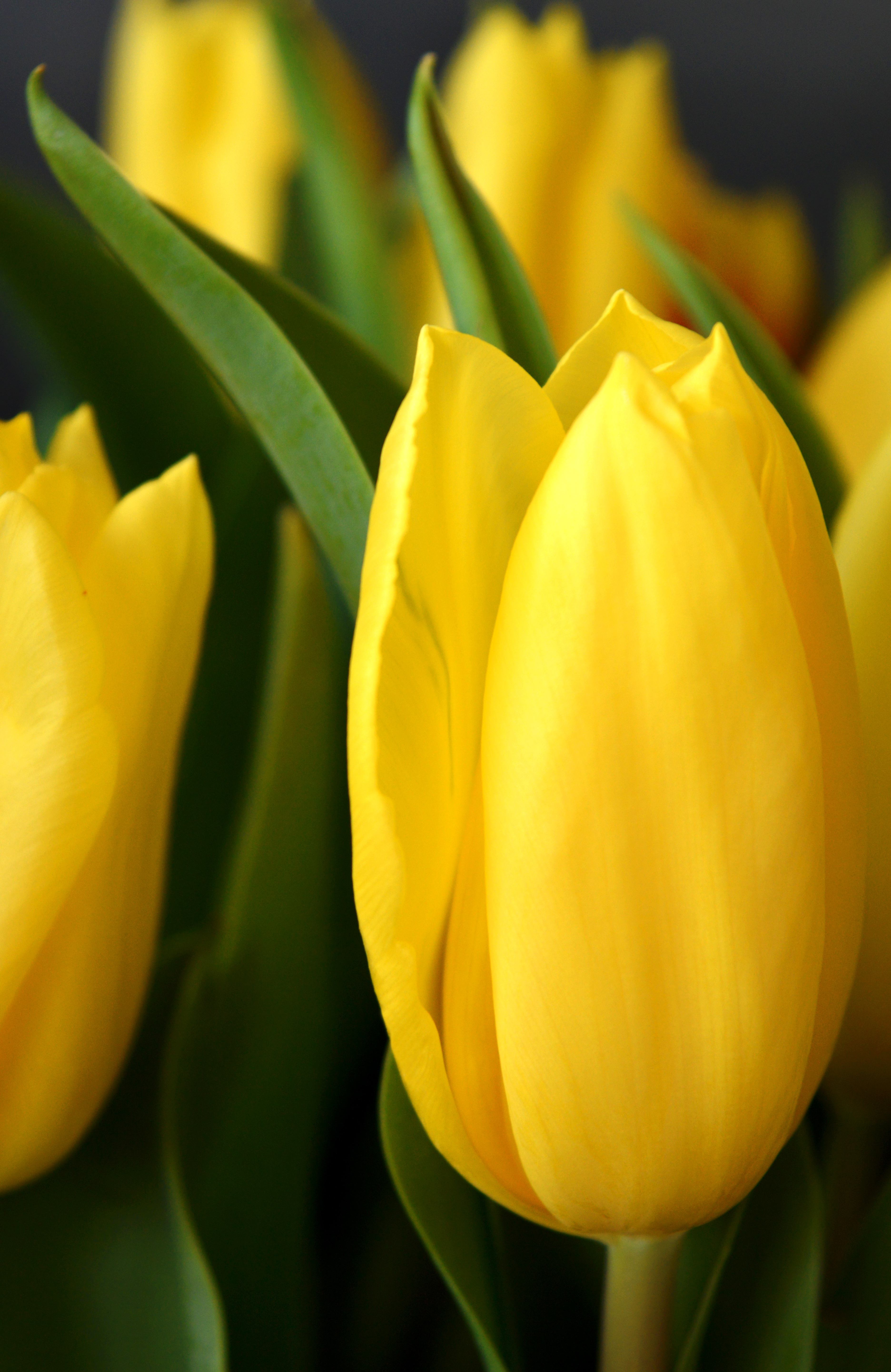 tulips-8593777.jpg