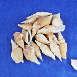 자연물 조개 12번 조개꾸미기 조개껍데기 꾸미기재료