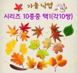 가을 낙엽 10종 시리즈( 택1일 ) (선택 디자인 10개씩 포장)