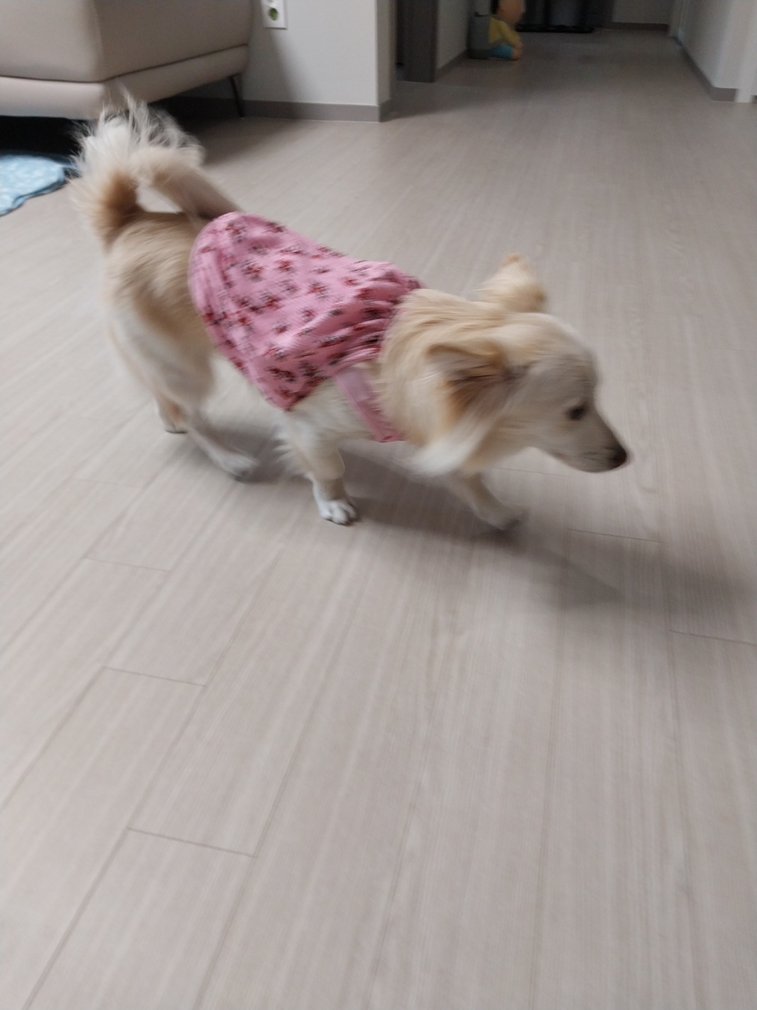 보리(핑크).jpg