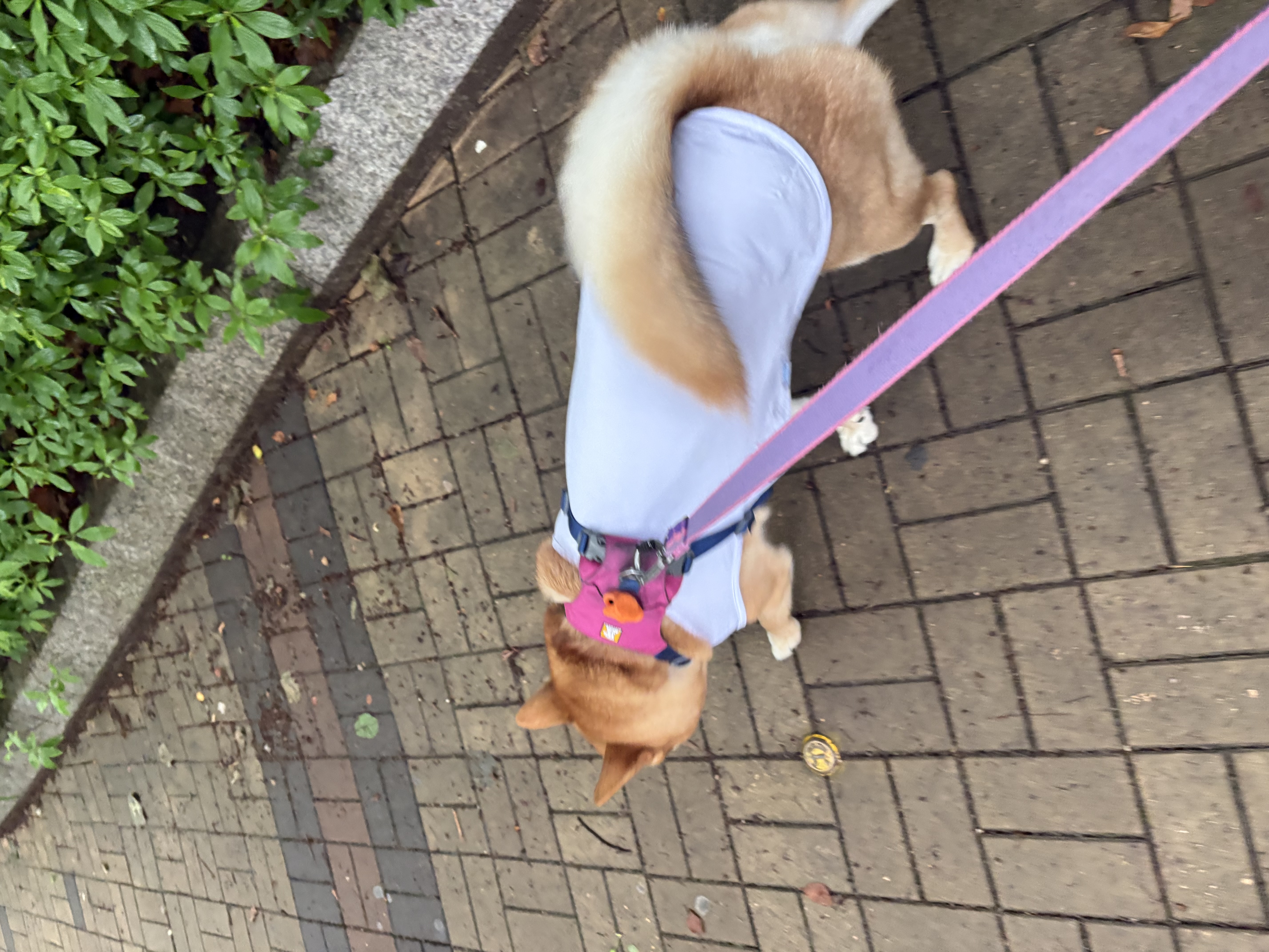 IMG_3582.jpeg