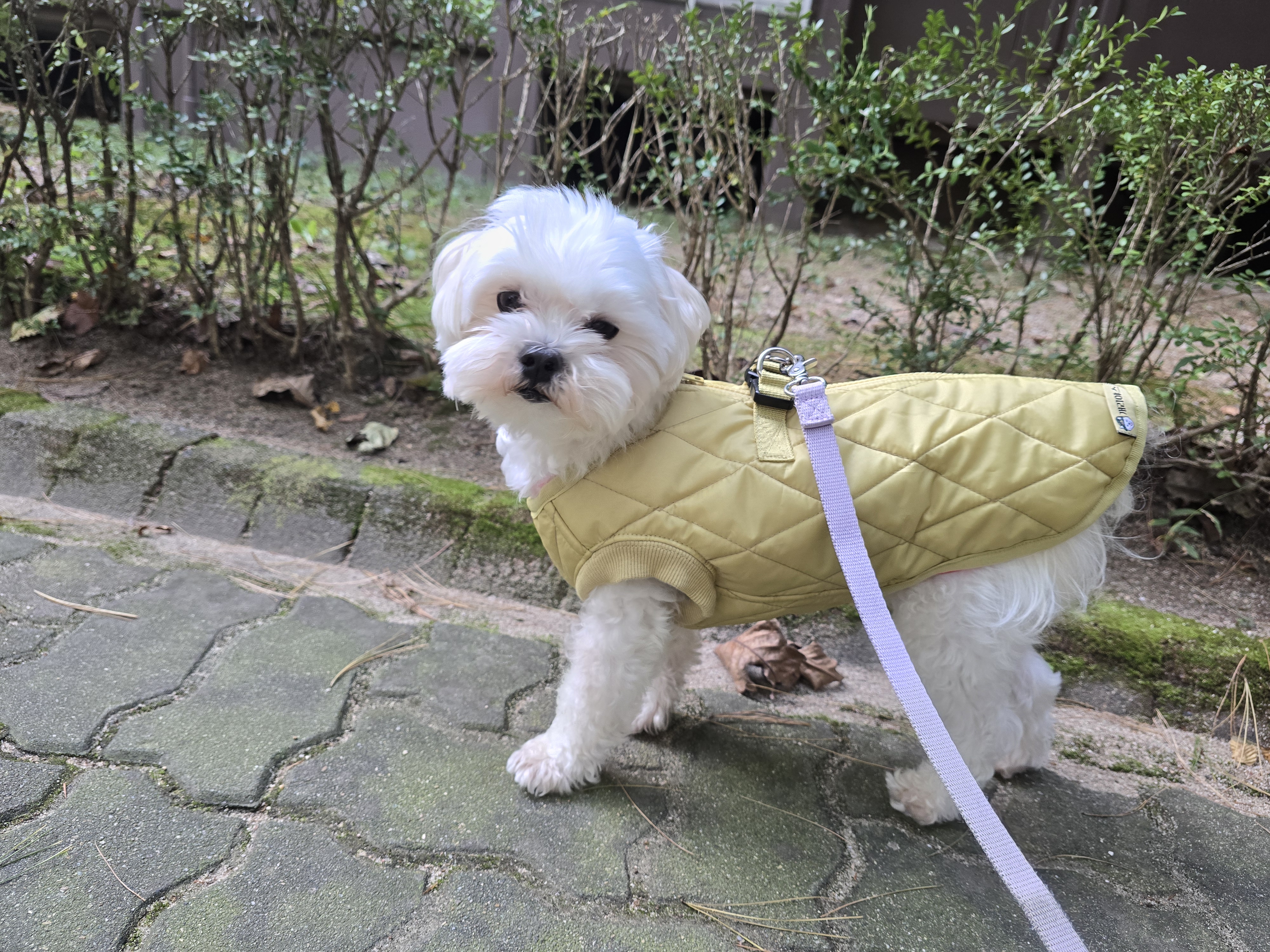 BYC개리야스<BR/>에어메리-깔깔이[ODF0001]