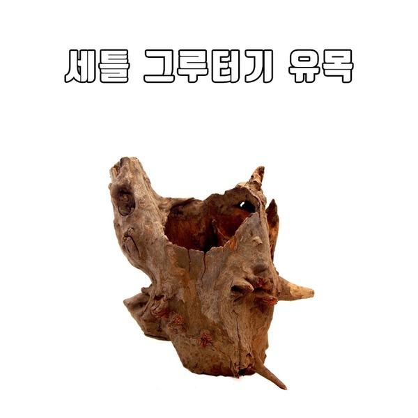 세틀 그루터기 미니유목(중)