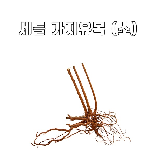 프리미엄 가지 유목 (소)